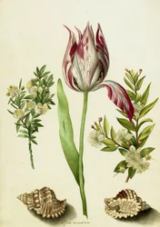 Tulipan, to grene myrte og to skaller, ca. 1700